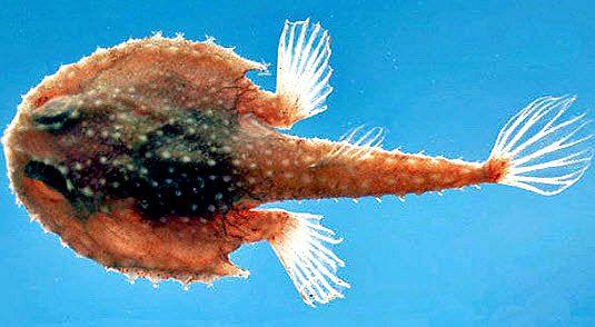 Dibranchus atlanticus_02.jpg